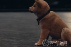 日本民间故事日本忠犬八公的故事