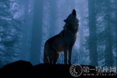 狼的灵异故事，小心路上狼回头！
