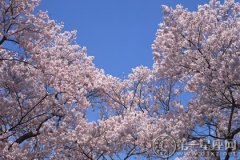 广西樱花节时间，广西赏樱花时间