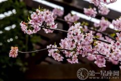 上海赏樱花的地方，2017年上海樱花盛开时间