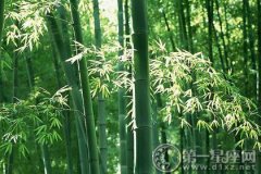 2016年世界竹子日是几月几日，哪一天