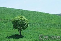 2017植树节口号，关于植树节的口号