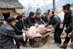 繁忙的年前，腊月廿六杀年猪割年肉