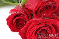 不同颜色的情人节玫瑰及其花语