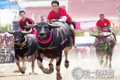 2016年泰国水牛节举行时间，水牛节历史