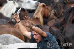 2016年西班牙野马节，人与马的较量