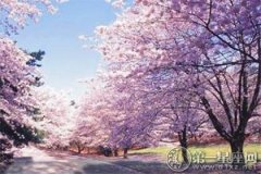 日本樱花节是什么时候？每年3月15至4月15