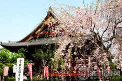 日本樱花节赏樱攻略：看遍九州到北海道