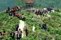 2016年垫江牡丹节是什么时候、举办地点