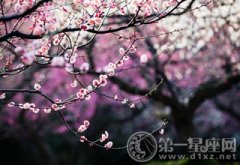 上海春天赏花去哪儿，2017上海春天去哪赏花