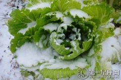 俗语：小雪铲白菜，大雪铲菠菜的含义