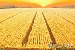 一年24节气中什么节气种小麦？