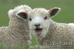 属羊的和属羊的是绝配吗？