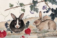 属兔最吸引人的魅力点是什么