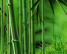 竹子蕴含的风水意义