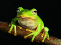 梦到了青蛙意味着什么