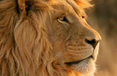 梦见狮子意味着什么