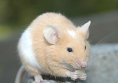 梦见老鼠是什么意思